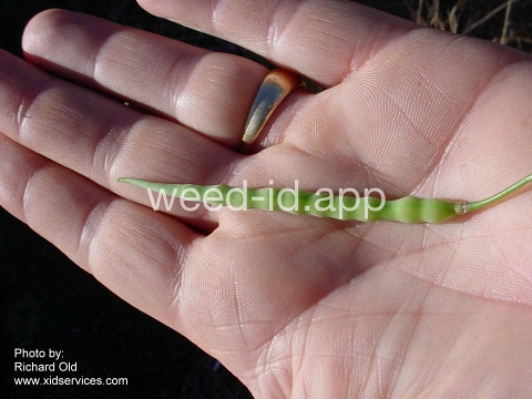 radish, wild